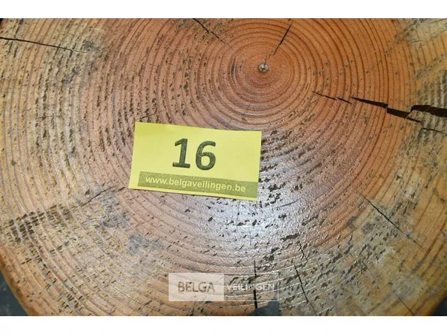Ca. 16 boomstamzitjes ca. 45 cm hoog diverse doormeters - afbeelding 3 van  4