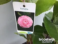 Camelia roos - afbeelding 1 van  4