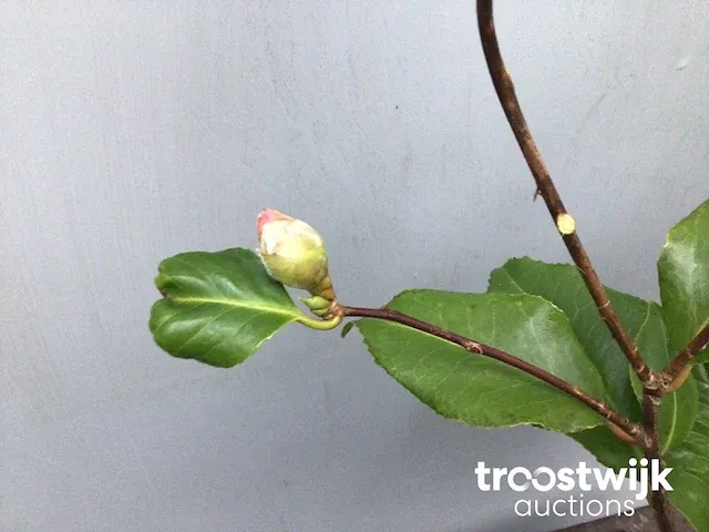 Camelia roos - afbeelding 2 van  4
