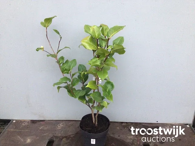 Camelia roos - afbeelding 3 van  4