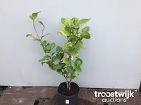 Camelia roos - afbeelding 3 van  4