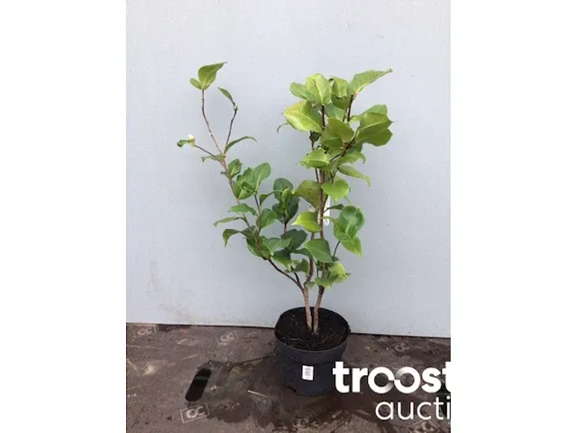 Camelia roos - afbeelding 4 van  4