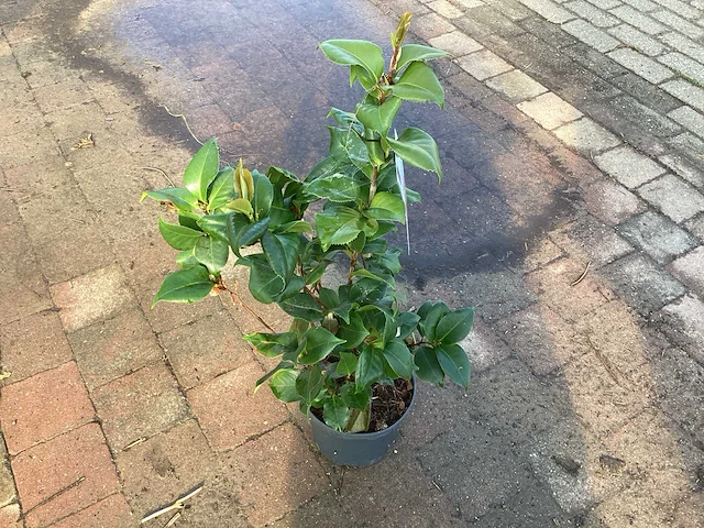 Camelia(10) - afbeelding 2 van  2