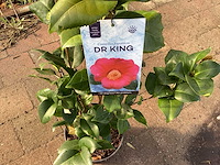 Camelia(10) - afbeelding 1 van  2