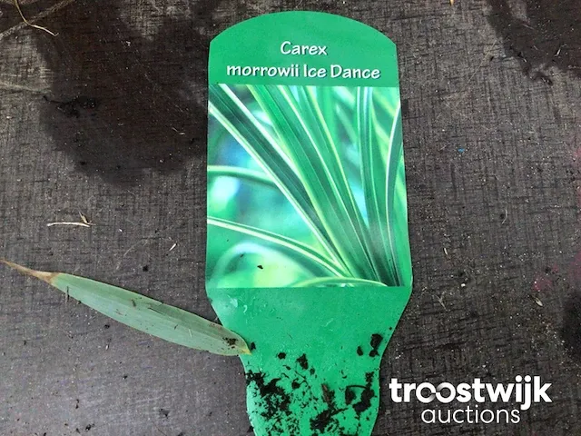 Carex morrowii ice dance - afbeelding 1 van  2