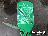 Carex morrowii ice dance - afbeelding 1 van  2