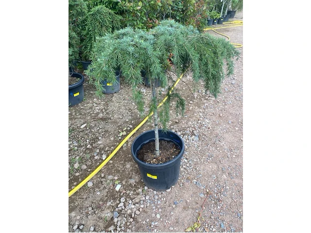 Cedrus - afbeelding 1 van  2
