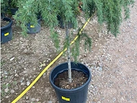 Cedrus - afbeelding 1 van  2