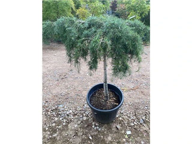 Cedrus - afbeelding 2 van  2