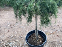 Cedrus - afbeelding 2 van  2