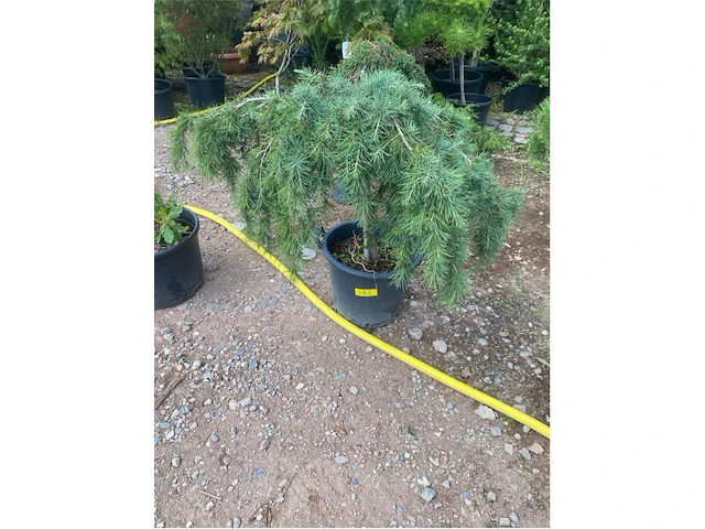 Cedrus - afbeelding 1 van  2