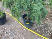 Cedrus - afbeelding 1 van  2