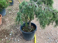 Cedrus - afbeelding 2 van  2
