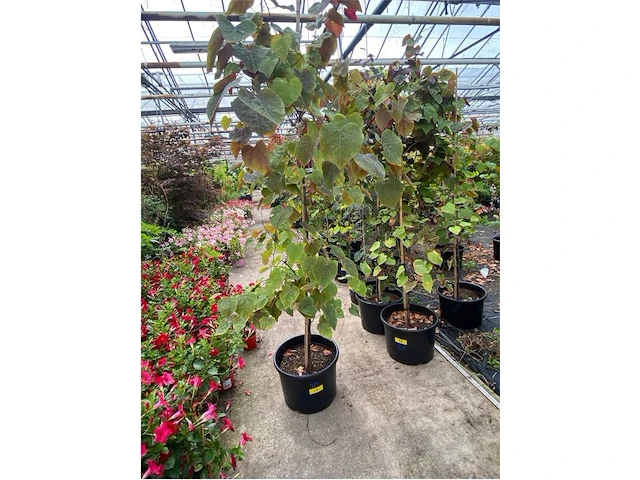 Cercis - afbeelding 1 van  2