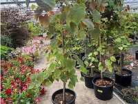 Cercis - afbeelding 1 van  2