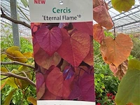 Cercis - afbeelding 2 van  2