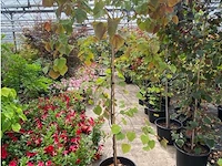 Cercis - afbeelding 1 van  2