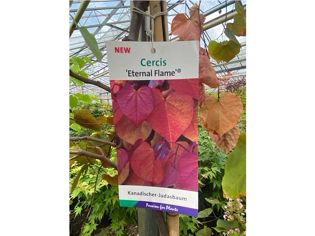 Cercis - afbeelding 2 van  2