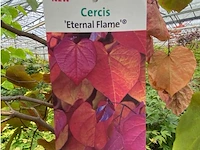 Cercis - afbeelding 2 van  2