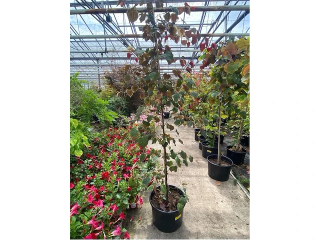 Cercis - afbeelding 1 van  2