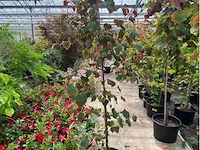 Cercis - afbeelding 1 van  2