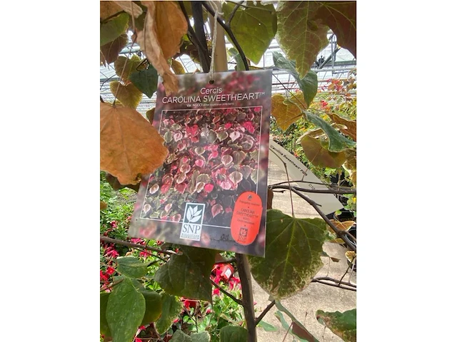 Cercis - afbeelding 2 van  2