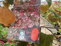 Cercis - afbeelding 2 van  2