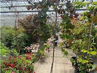 Cercis - afbeelding 1 van  2
