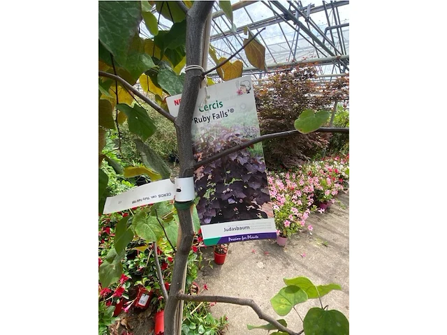 Cercis - afbeelding 2 van  2
