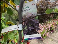 Cercis - afbeelding 2 van  2