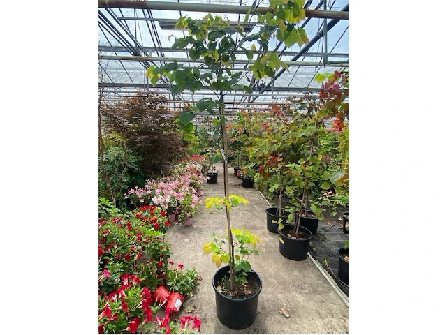 Cercis - afbeelding 1 van  2