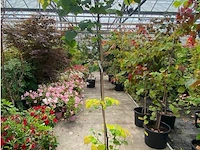 Cercis - afbeelding 1 van  2