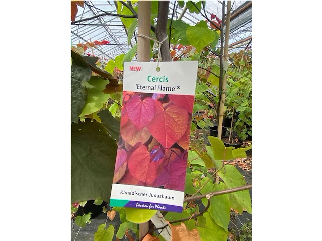 Cercis - afbeelding 2 van  2