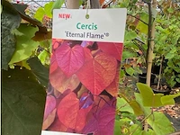 Cercis - afbeelding 2 van  2