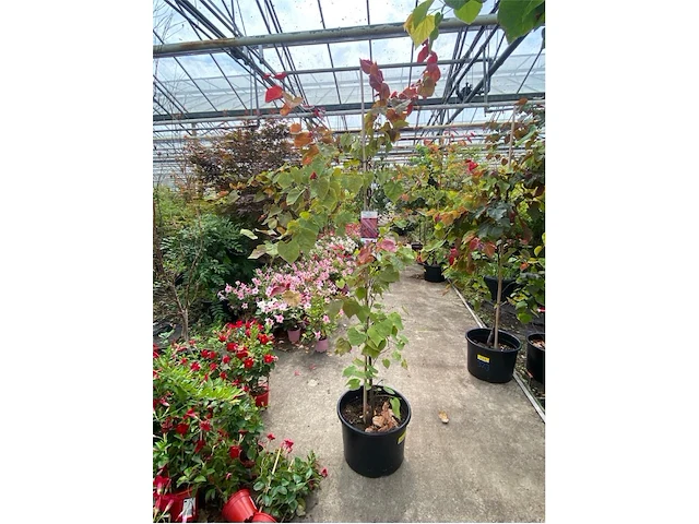 Cercis - afbeelding 1 van  2