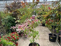 Cercis - afbeelding 1 van  2