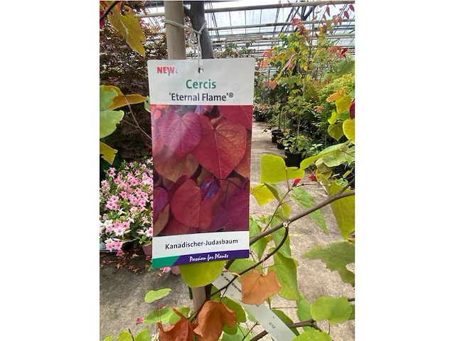 Cercis - afbeelding 2 van  2
