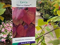 Cercis - afbeelding 2 van  2