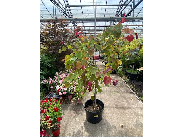 Cercis - afbeelding 1 van  2