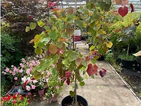 Cercis - afbeelding 1 van  2