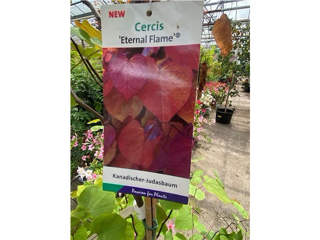 Cercis - afbeelding 2 van  2