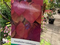 Cercis - afbeelding 2 van  2