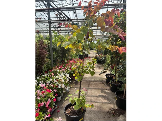 Cercis - afbeelding 1 van  2