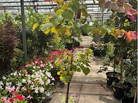 Cercis - afbeelding 1 van  2