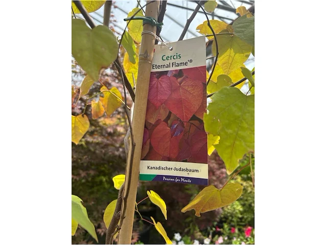 Cercis - afbeelding 2 van  2