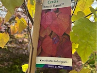 Cercis - afbeelding 2 van  2
