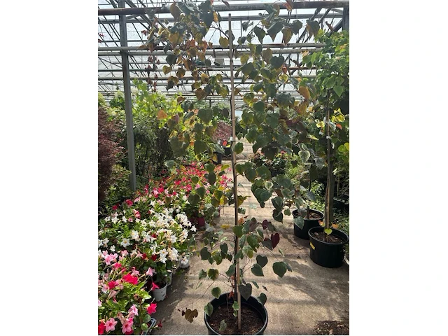Cercis - afbeelding 1 van  2