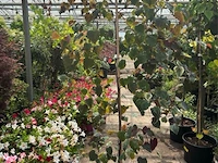 Cercis - afbeelding 1 van  2