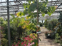 Cercis - afbeelding 1 van  2