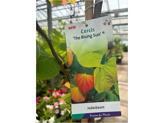 Cercis - afbeelding 2 van  2
